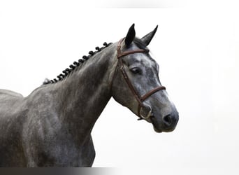 KWPN, Merrie, 4 Jaar, 165 cm, Schimmel