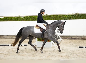 KWPN, Merrie, 4 Jaar, 165 cm, Schimmel