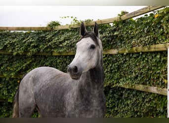 KWPN, Merrie, 4 Jaar, 165 cm, Schimmel