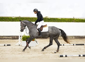 KWPN, Merrie, 4 Jaar, 165 cm, Schimmel