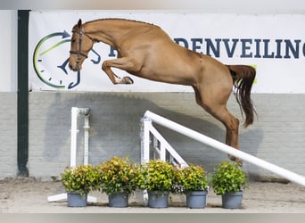 KWPN, Merrie, 4 Jaar, 165 cm