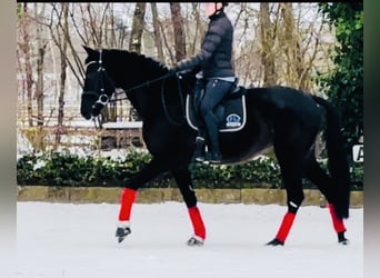 KWPN, Merrie, 4 Jaar, 165 cm, Zwart