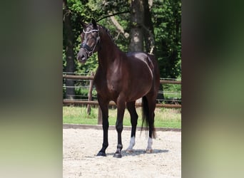 KWPN, Merrie, 4 Jaar, 165 cm, Zwart