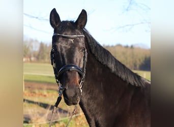 KWPN, Merrie, 4 Jaar, 165 cm, Zwart