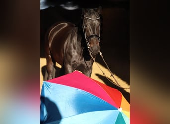 KWPN, Merrie, 4 Jaar, 165 cm, Zwart