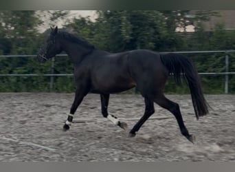 KWPN, Merrie, 4 Jaar, 165 cm, Zwart