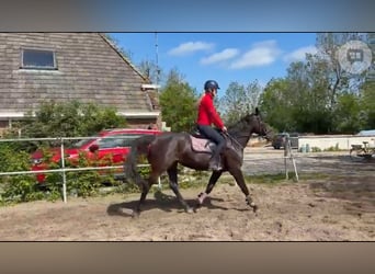 KWPN, Merrie, 4 Jaar, 165 cm, Zwart