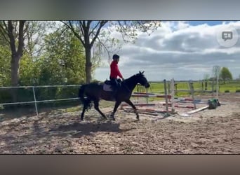 KWPN, Merrie, 4 Jaar, 165 cm, Zwart