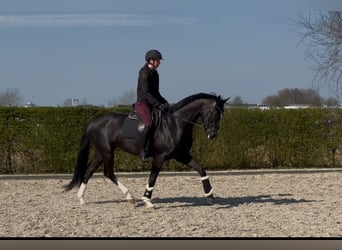 KWPN, Merrie, 4 Jaar, 165 cm, Zwartbruin
