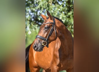KWPN, Merrie, 4 Jaar, 166 cm, Bruin