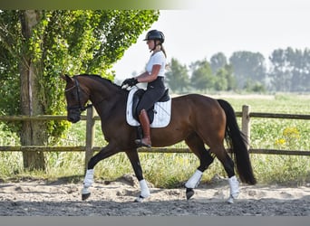 KWPN, Merrie, 4 Jaar, 166 cm, Bruin