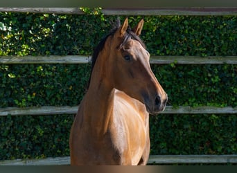 KWPN, Merrie, 4 Jaar, 166 cm, Bruin