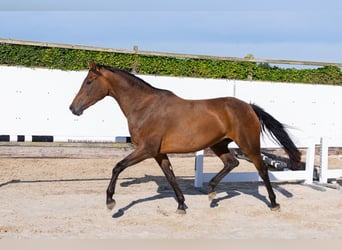 KWPN, Merrie, 4 Jaar, 166 cm, Bruin