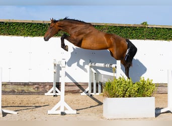 KWPN, Merrie, 4 Jaar, 166 cm, Bruin