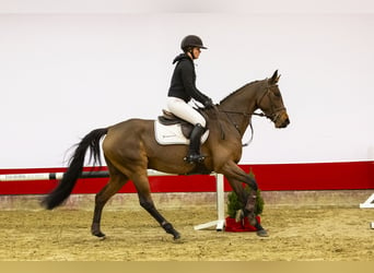 KWPN, Merrie, 4 Jaar, 166 cm, Bruin