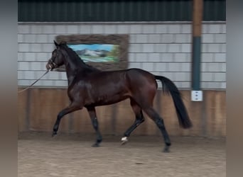 KWPN, Merrie, 4 Jaar, 166 cm, Donkerbruin