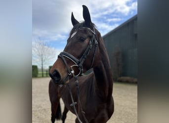 KWPN, Merrie, 4 Jaar, 166 cm, Donkerbruin