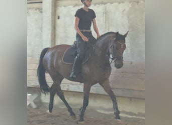 KWPN, Merrie, 4 Jaar, 166 cm, Donkerbruin