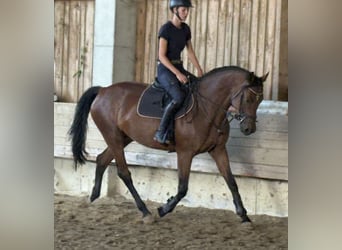 KWPN, Merrie, 4 Jaar, 166 cm, Donkerbruin