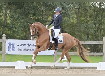 KWPN, Merrie, 4 Jaar, 166 cm, Vos