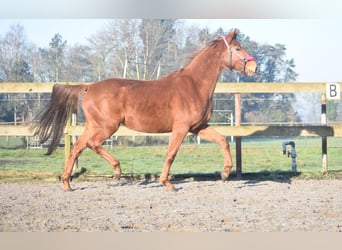 KWPN, Merrie, 4 Jaar, 166 cm, Vos