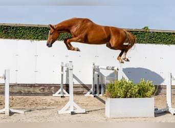KWPN, Merrie, 4 Jaar, 166 cm, Vos