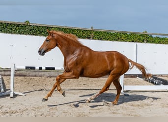 KWPN, Merrie, 4 Jaar, 166 cm, Vos