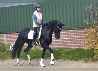 KWPN, Merrie, 4 Jaar, 166 cm, Zwart