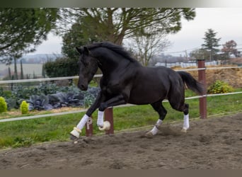 KWPN, Merrie, 4 Jaar, 166 cm, Zwart