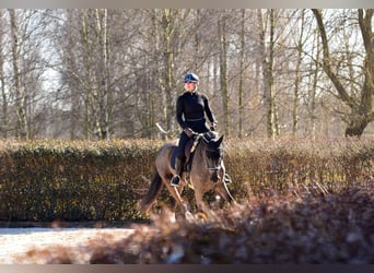 KWPN, Merrie, 4 Jaar, 166 cm, Zwart