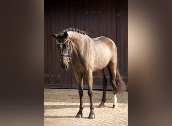 KWPN, Merrie, 4 Jaar, 166 cm, Zwart