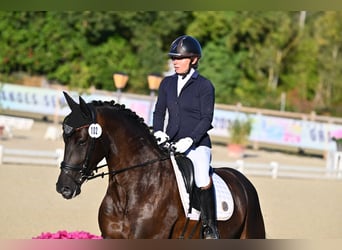KWPN, Merrie, 4 Jaar, 166 cm, Zwart
