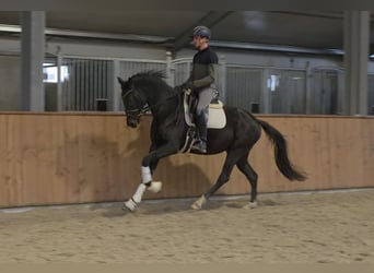 KWPN, Merrie, 4 Jaar, 166 cm, Zwart