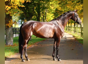 KWPN, Merrie, 4 Jaar, 166 cm, Zwart