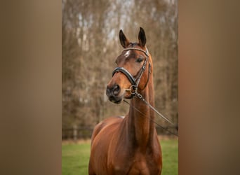 KWPN, Merrie, 4 Jaar, 167 cm, Bruin
