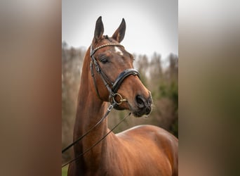KWPN, Merrie, 4 Jaar, 167 cm, Bruin