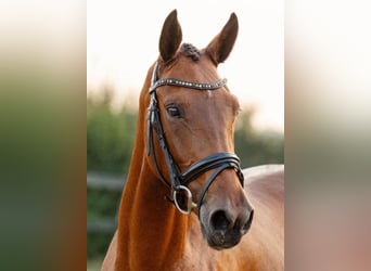 KWPN, Merrie, 4 Jaar, 167 cm, Bruin