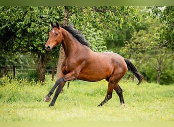 KWPN, Merrie, 4 Jaar, 167 cm, Bruin