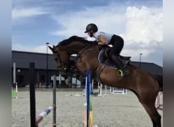 KWPN, Merrie, 4 Jaar, 167 cm, Bruin