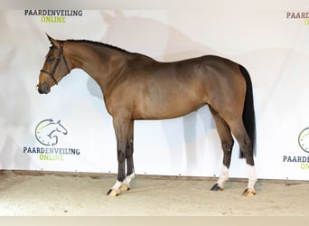 KWPN, Merrie, 4 Jaar, 167 cm, Bruin