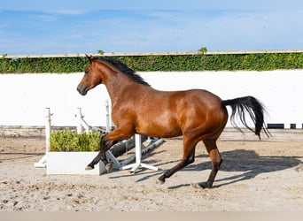 KWPN, Merrie, 4 Jaar, 167 cm, Bruin