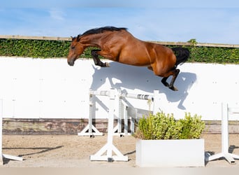 KWPN, Merrie, 4 Jaar, 167 cm, Bruin