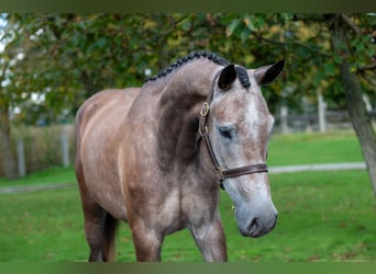 KWPN, Stute, 4 Jahre, 167 cm, Champagne