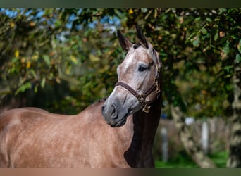 KWPN, Stute, 4 Jahre, 167 cm, Champagne