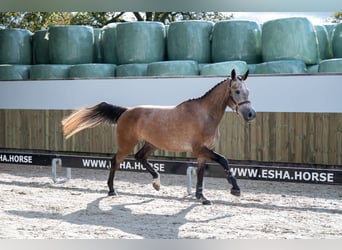 KWPN, Stute, 4 Jahre, 167 cm, Champagne