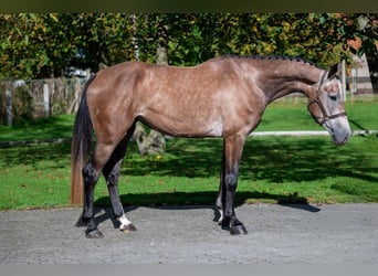 KWPN, Stute, 4 Jahre, 167 cm, Champagne