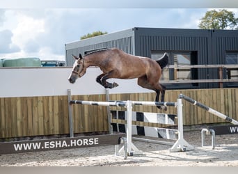 KWPN, Stute, 4 Jahre, 167 cm, Champagne