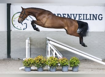 KWPN, Merrie, 4 Jaar, 167 cm