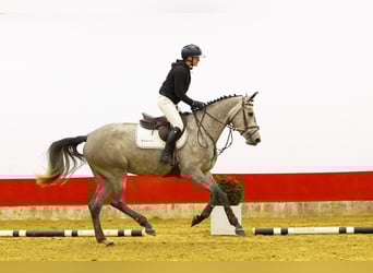 KWPN, Merrie, 4 Jaar, 167 cm