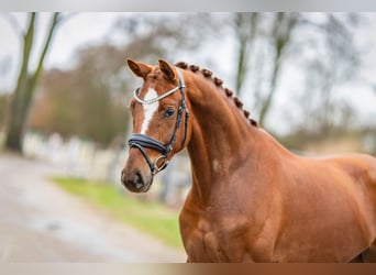 KWPN, Merrie, 4 Jaar, 167 cm, Vos
